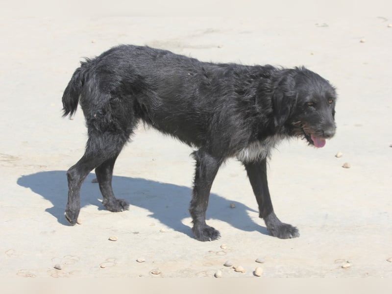 Schnauzer-Mix-Hündin Bogi geb. 05/2022 ist lebensfroh und super verschmust