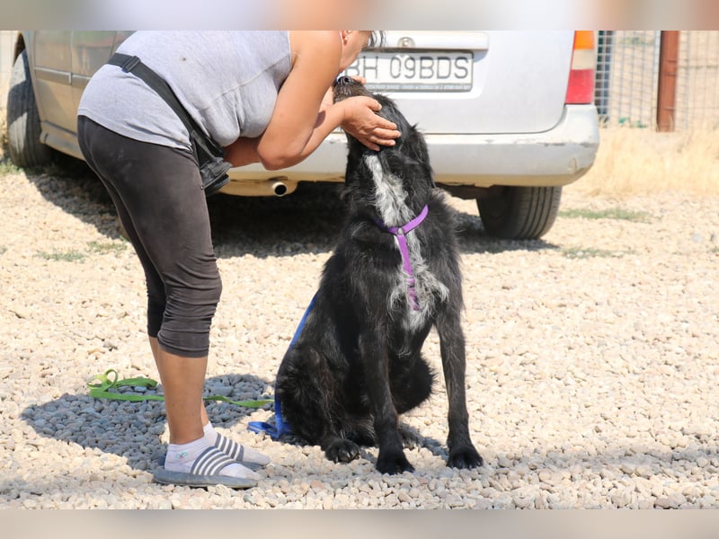 Schnauzer-Mix-Hündin Bogi geb. 05/2022 ist lebensfroh und super verschmust