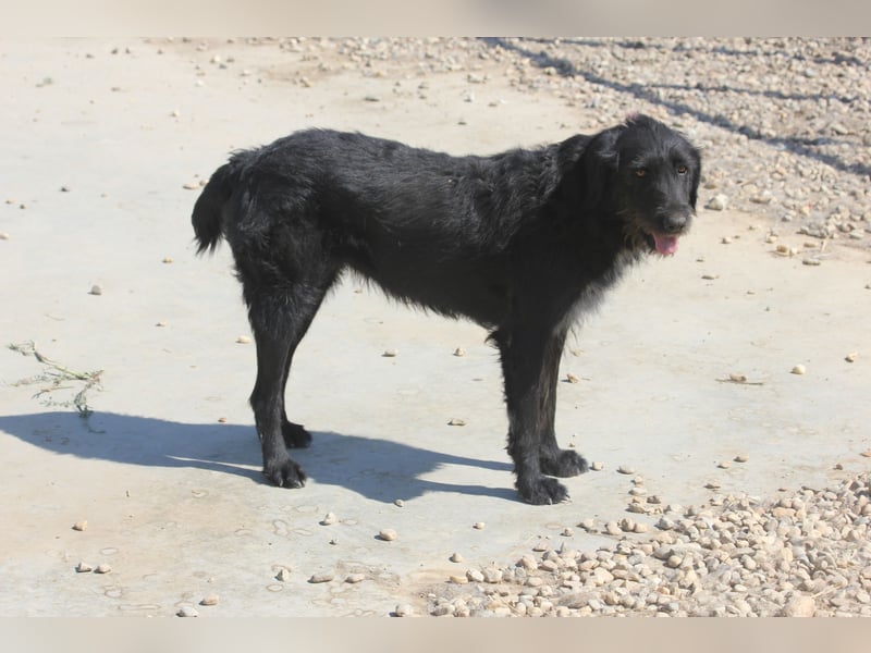Schnauzer-Mix-Hündin Bogi geb. 05/2022 ist lebensfroh und super verschmust