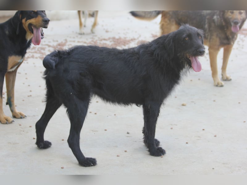 Schnauzer-Mix-Hündin Bogi geb. 05/2022 ist lebensfroh und super verschmust