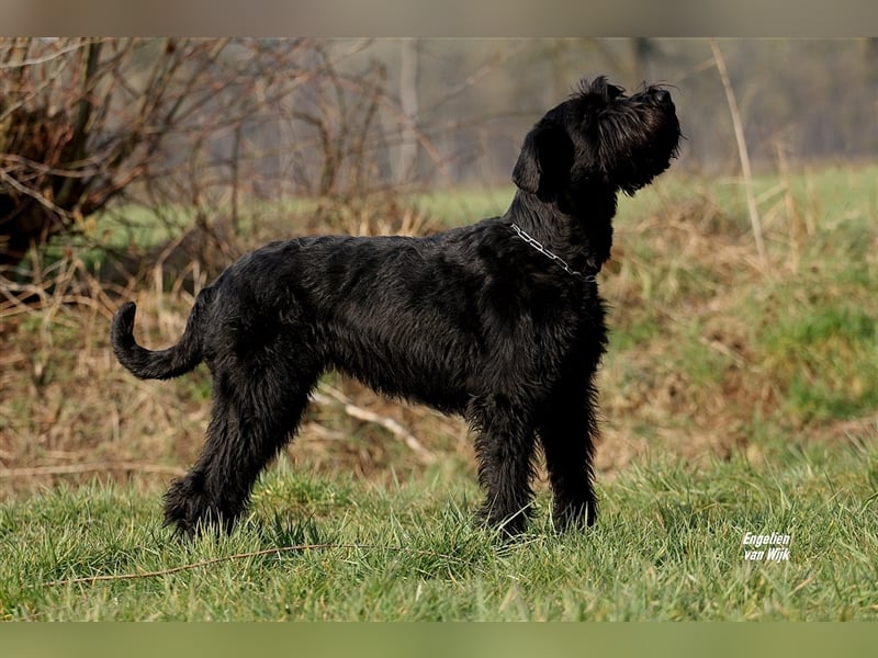 Riesenschnauzer Hündinnen