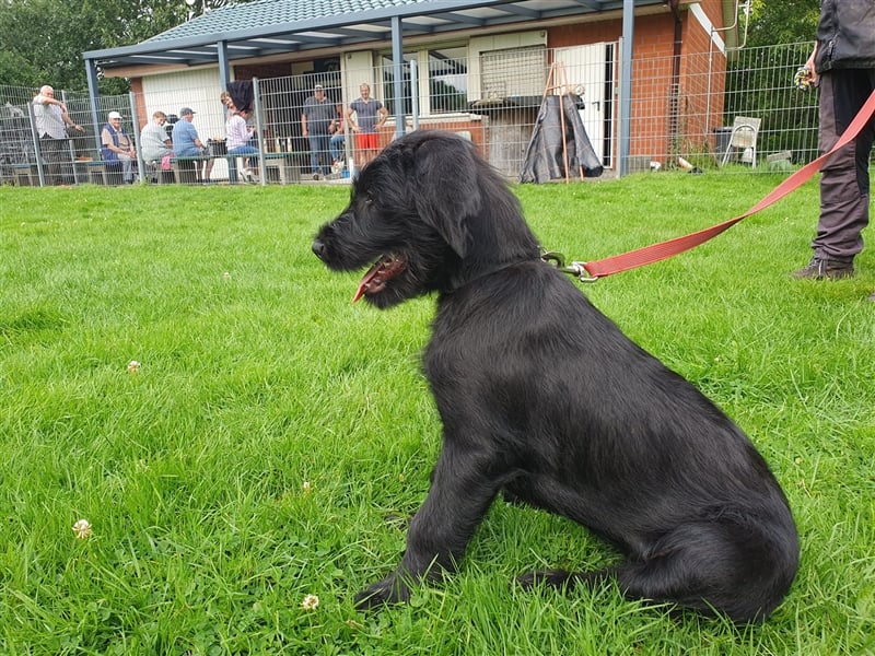 Riesenschnauzer Hündinnen