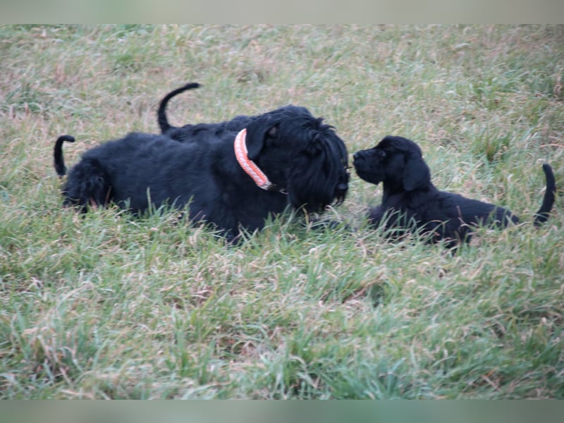 Riesenschnauzer Welpen  mit VdH Papieren
