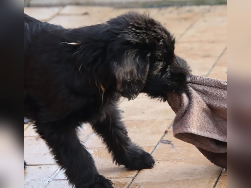 Riesenschnauzer Welpen  mit VdH Papieren