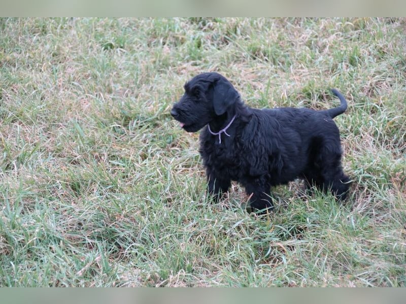 Riesenschnauzer Welpen  mit VdH Papieren