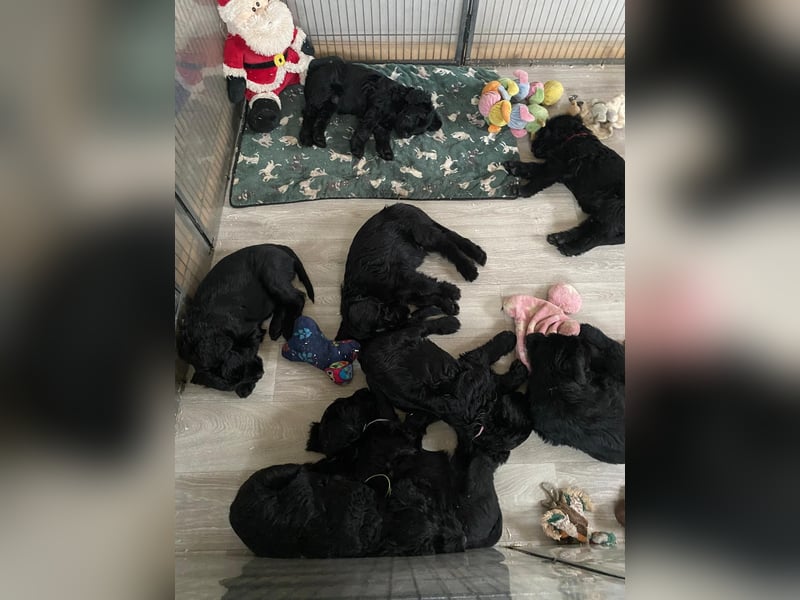 Riesenschnauzer Welpen  mit VdH Papieren