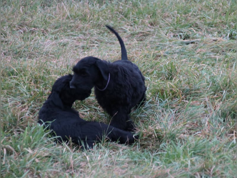 Riesenschnauzer Welpen  mit VdH Papieren