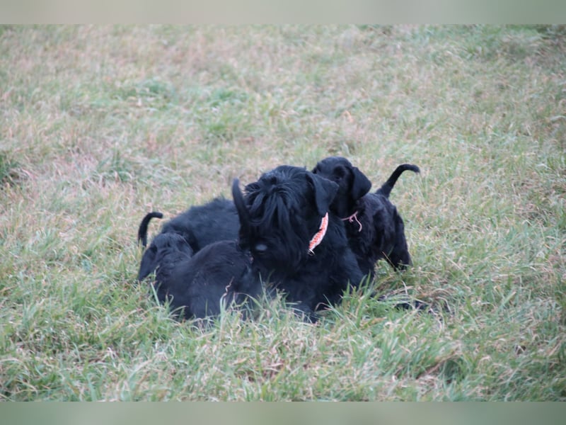 Riesenschnauzer Welpen  mit VdH Papieren