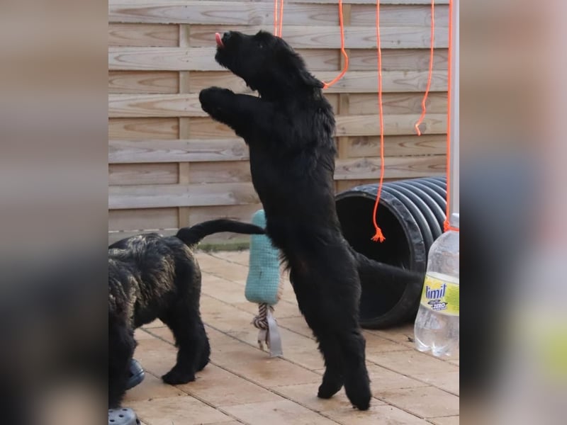 Riesenschnauzer Welpen  mit VdH Papieren