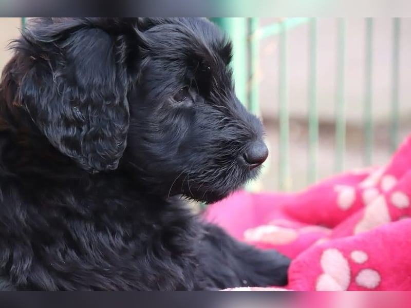 Riesenschnauzer Welpen  mit VdH Papieren