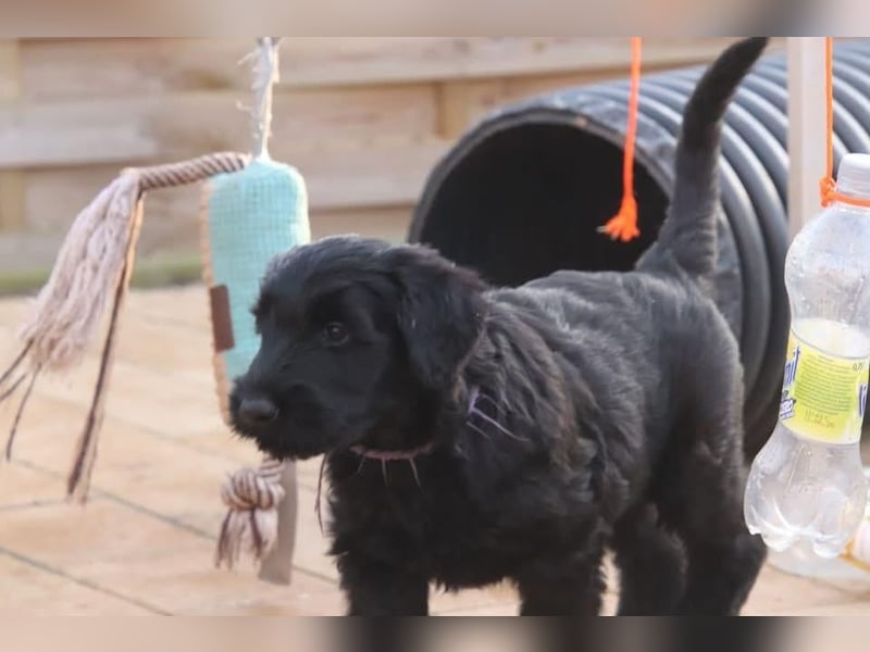 Riesenschnauzer Welpen  mit VdH Papieren