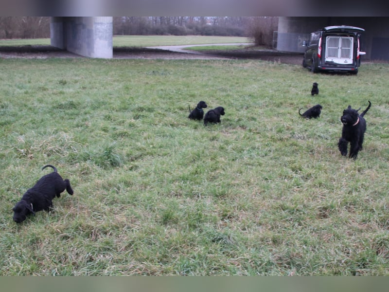 Riesenschnauzer Welpen  mit VdH Papieren