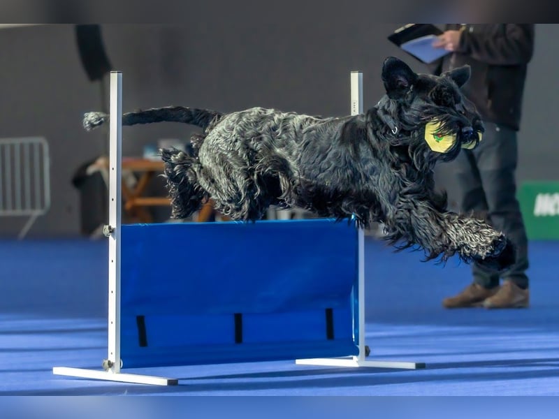 Riesenschnauzer Schwarz
