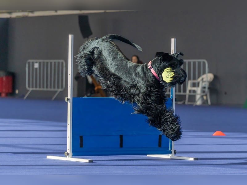 Riesenschnauzer Schwarz
