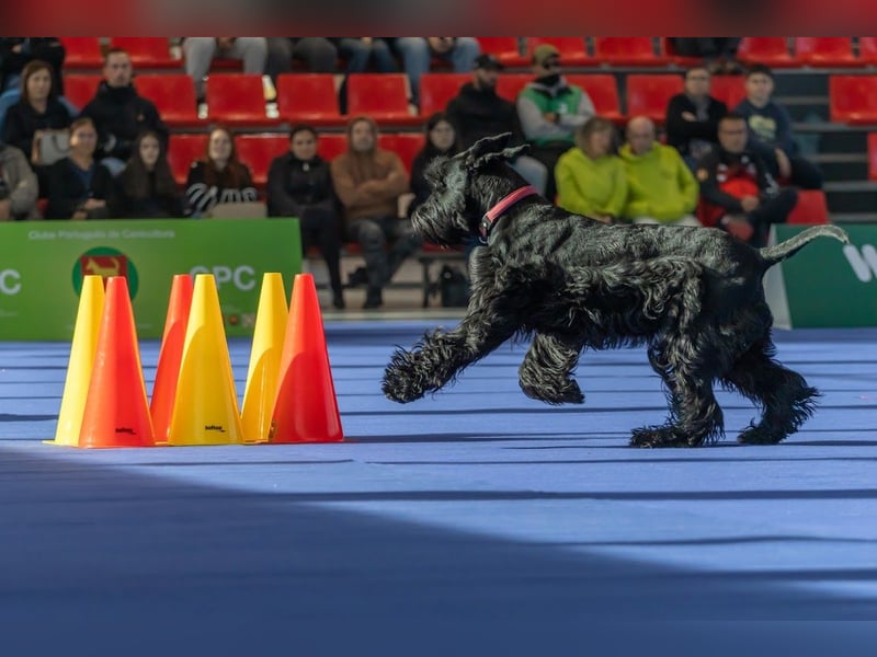 Riesenschnauzer Schwarz