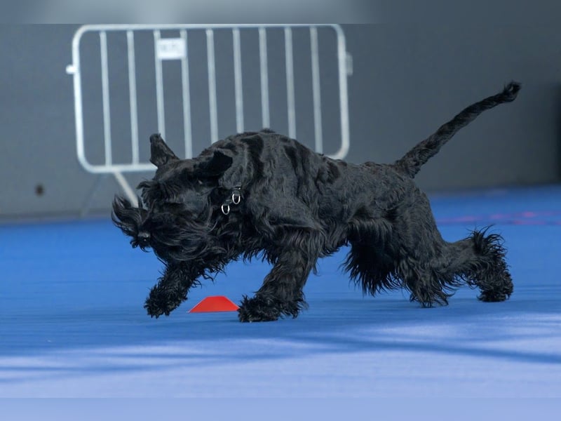 Riesenschnauzer Schwarz