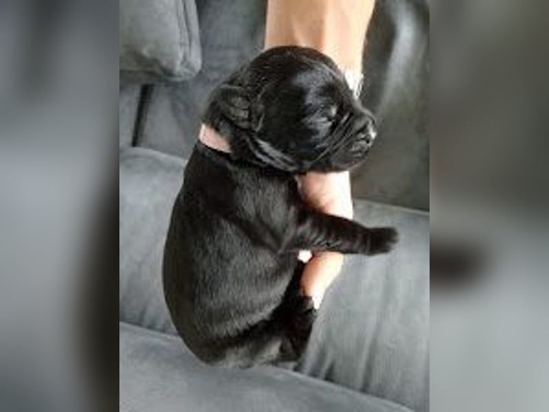 Riesenschnauzer Schwarz