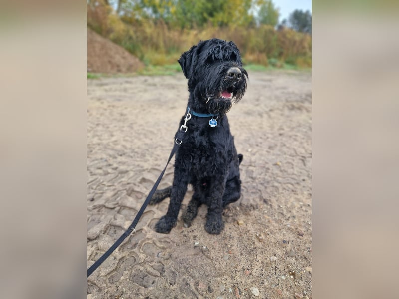 Riesenschnauzer, Rüde