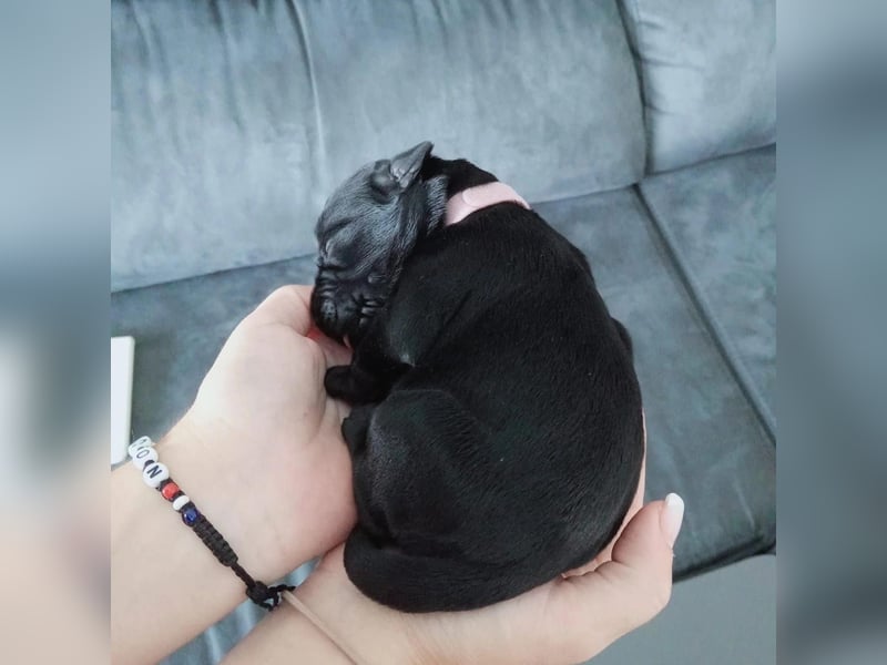 Riesenschnauzer schwarz Schönheit- x Arbeitslinie mit Ahnentafel