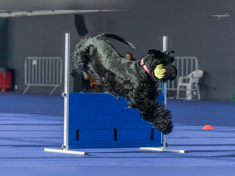 Riesenschnauzer schwarz Schönheit- x Arbeitslinie mit Ahnentafel