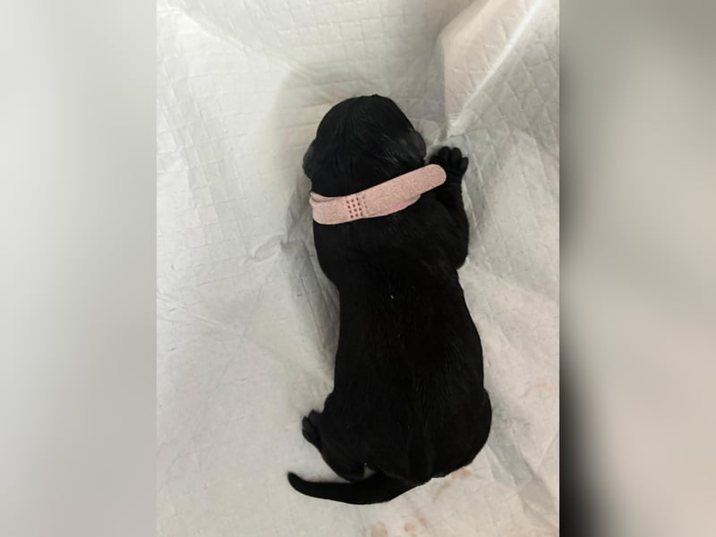 Riesenschnauzer schwarz Schönheit- x Arbeitslinie mit Ahnentafel