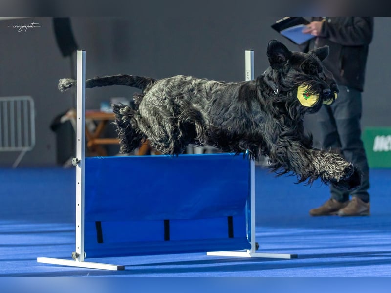 Riesenschnauzer schwarz Schönheit- x Arbeitslinie mit Ahnentafel