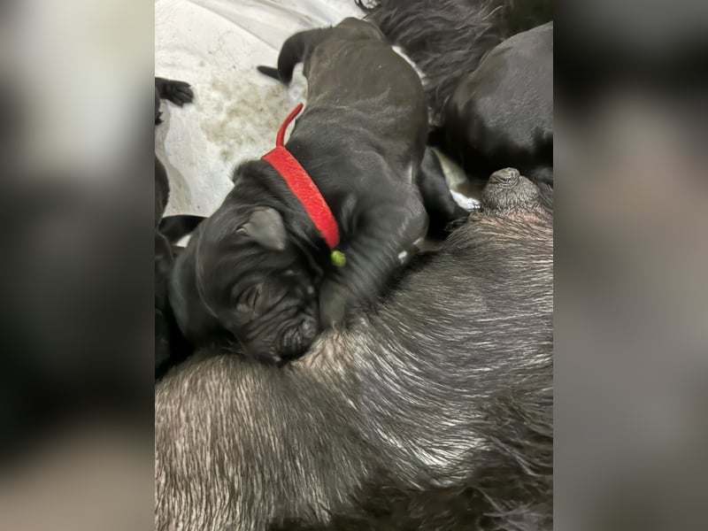 Riesenschnauzer schwarz Schönheit- x Arbeitslinie mit Ahnentafel