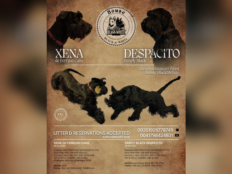 Riesenschnauzer schwarz Schönheit- x Arbeitslinie mit Ahnentafel