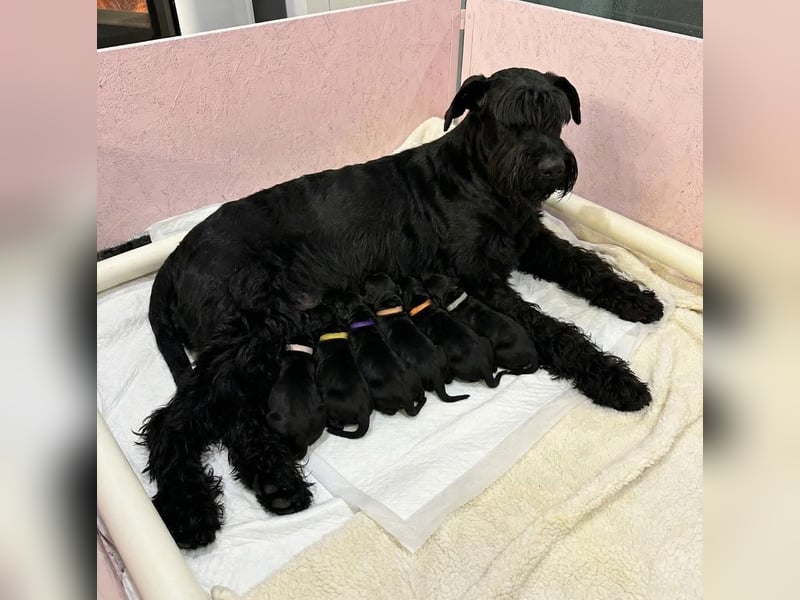 Riesenschnauzer schwarz Schönheit- x Arbeitslinie mit Ahnentafel