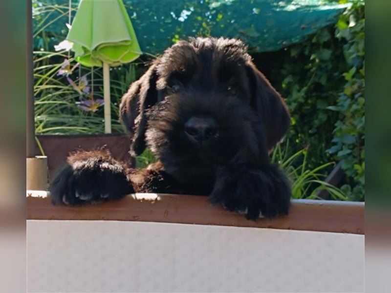 Riesenschnauzer schwarz Welpen mit Pap.