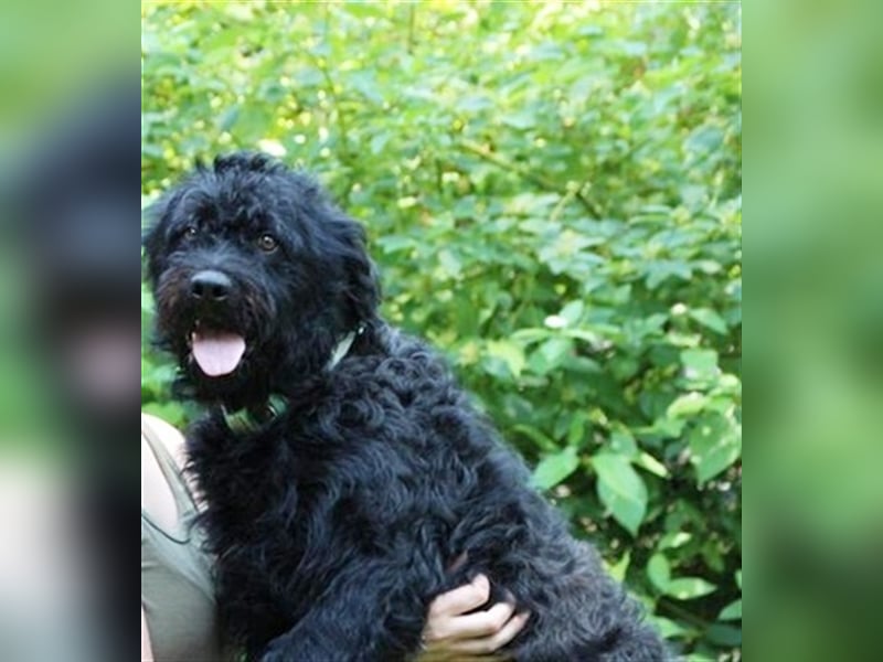 Forest, Riesenschnauzer-Mix, geb. 2022, flippiger Flausenkopf su. Familie mit Haus und Hof