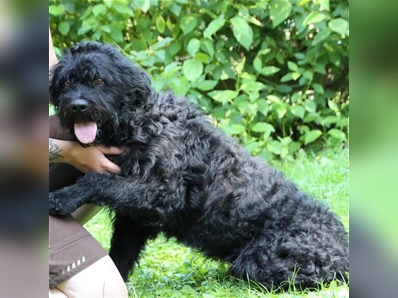 Forest, Riesenschnauzer-Mix, geb. 2022, flippiger Flausenkopf su. Familie mit Haus und Hof