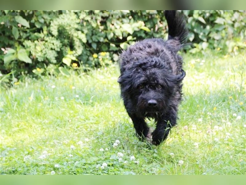 Forest, Riesenschnauzer-Mix, geb. 2022, flippiger Flausenkopf su. Familie mit Haus und Hof