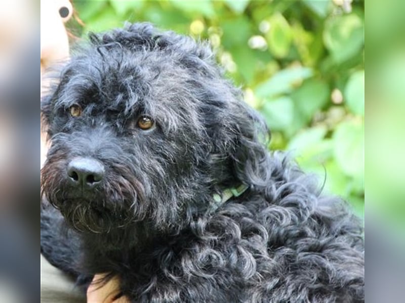 Forest, Riesenschnauzer-Mix, geb. 2022, flippiger Flausenkopf su. Familie mit Haus und Hof