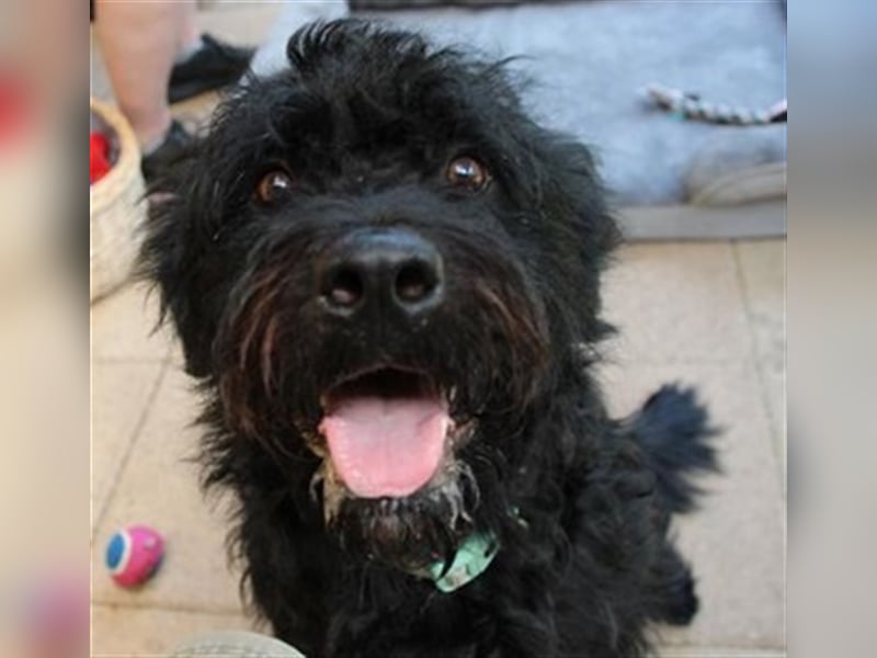 Forest, Riesenschnauzer-Mix, geb. 2022, flippiger Flausenkopf su. Familie mit Haus und Hof