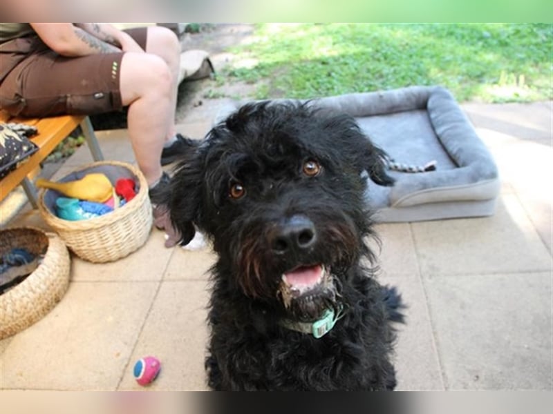Forest, Riesenschnauzer-Mix, geb. 2022, flippiger Flausenkopf su. Familie mit Haus und Hof