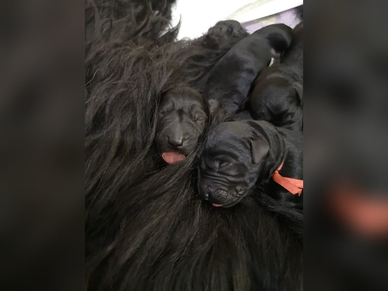 Riesenschnauzer Schwarz