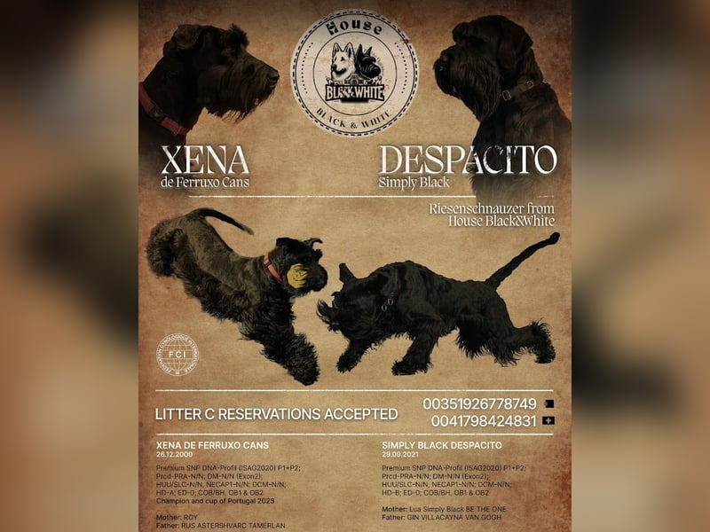 Riesenschnauzer Schwarz