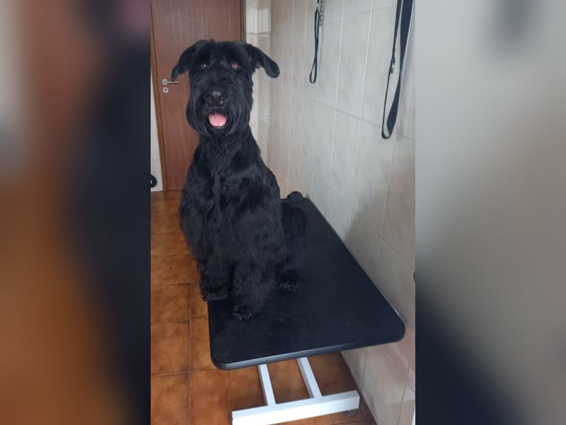 Riesenschnauzer Schwarz