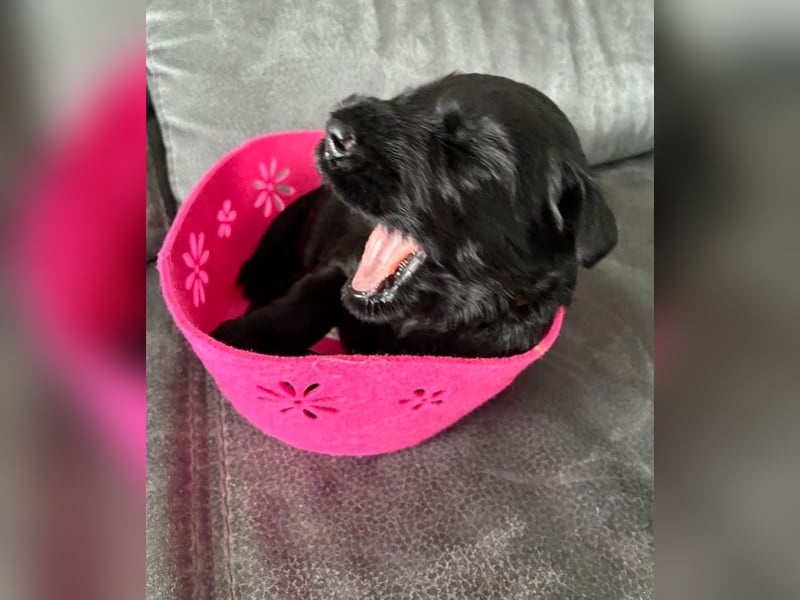 Riesenschnauzer Schwarz