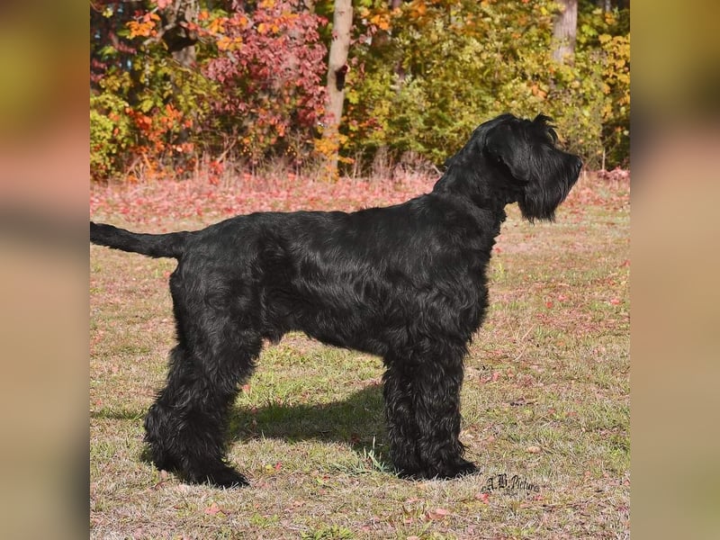 Riesenschnauzerwelpen schwarz