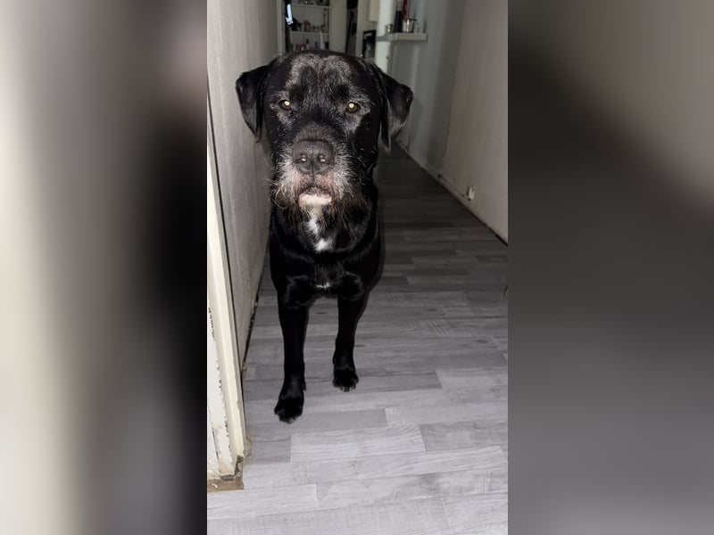 Riesenschnauzer - Mix, Rüde, 3 Jahre