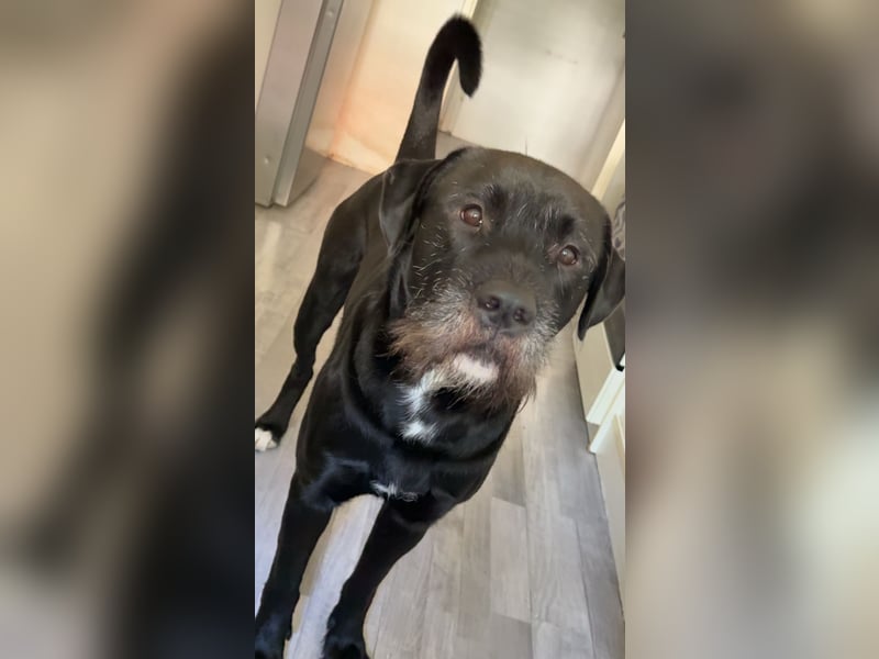 Riesenschnauzer - Mix, Rüde, 3 Jahre
