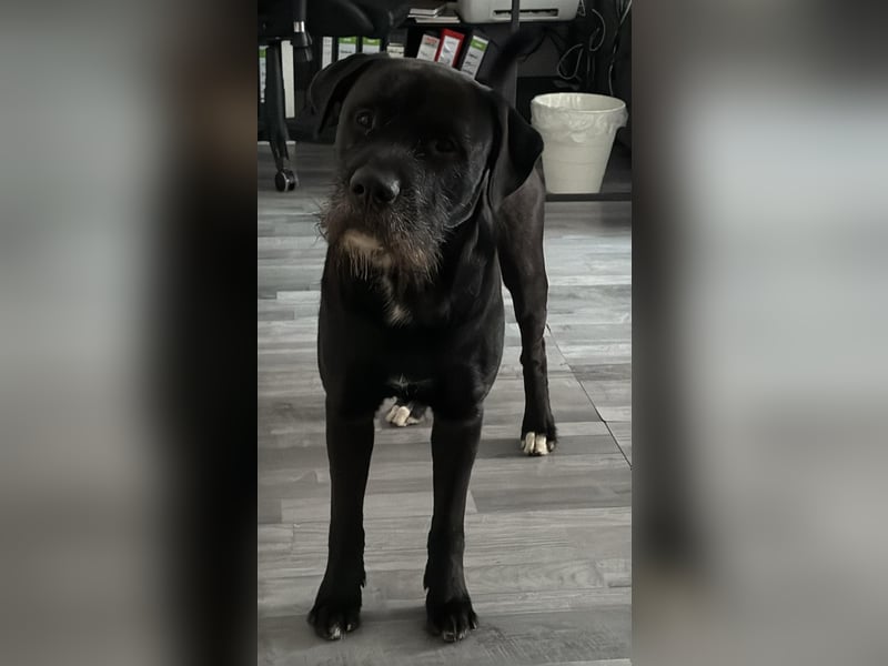 Riesenschnauzer - Mix, Rüde, 3 Jahre