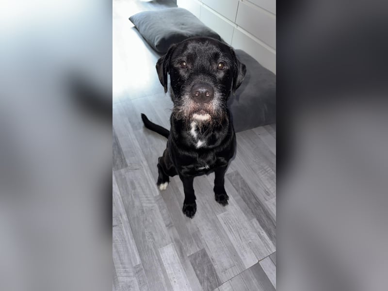 Riesenschnauzer - Mix, Rüde, 3 Jahre