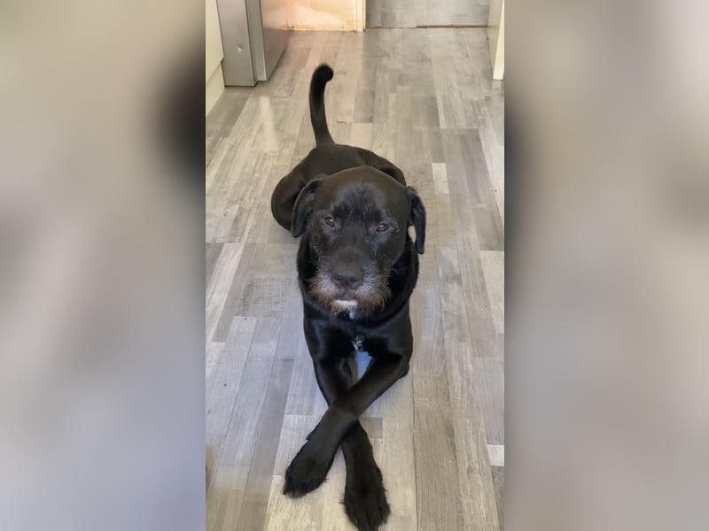 Riesenschnauzer - Mix, Rüde, 3 Jahre