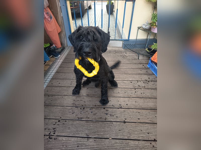Riesenschnauzer auf Pflegestelle