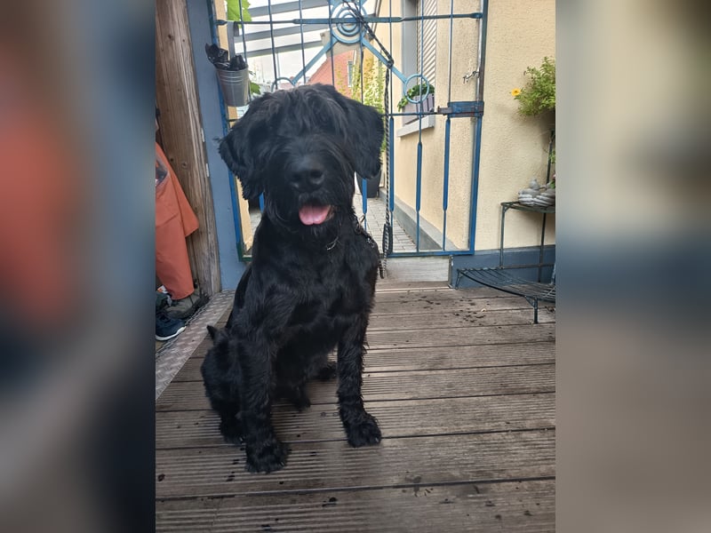 Riesenschnauzer auf Pflegestelle