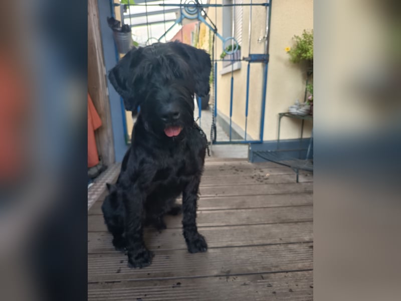 Riesenschnauzer auf Pflegestelle
