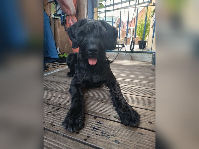 Riesenschnauzer auf Pflegestelle
